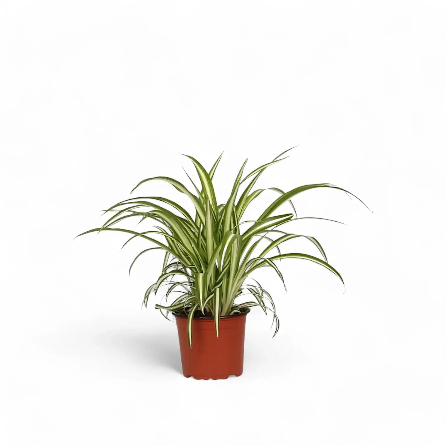 Chlorophytum comosum variegatum – Zimmerpflanze im Kulturtopf auf weißem Hintergrund, Produktfoto 5.