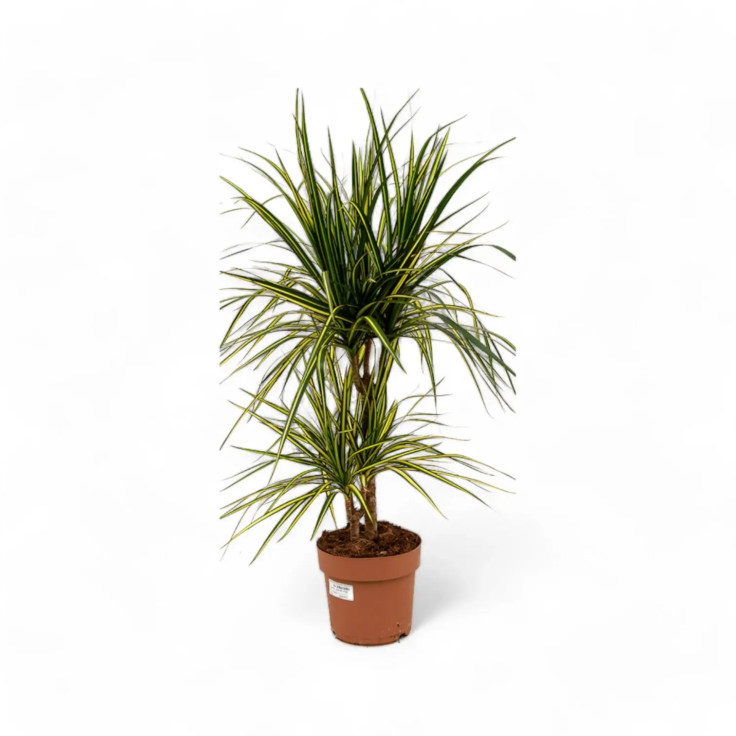Dracaena reflexa var. angustifolia 'Sunray' â Topfpflanze im Kulturtopf vor weiĂem Hintergrund, Produktfoto 6.