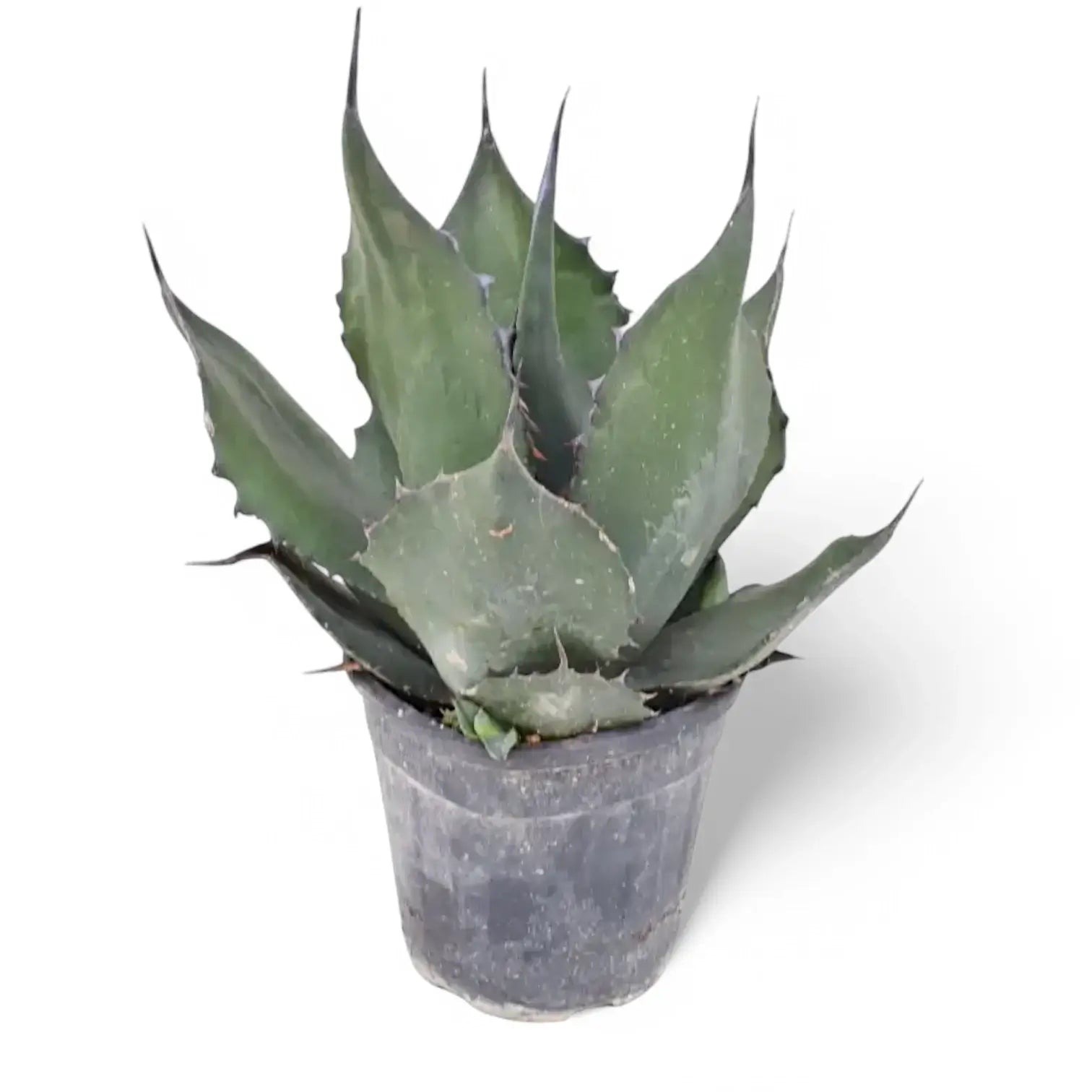 Agave salmiana var. ferox – Topfpflanze im Kulturtopf vor weißem Hintergrund, Produktfoto 3.