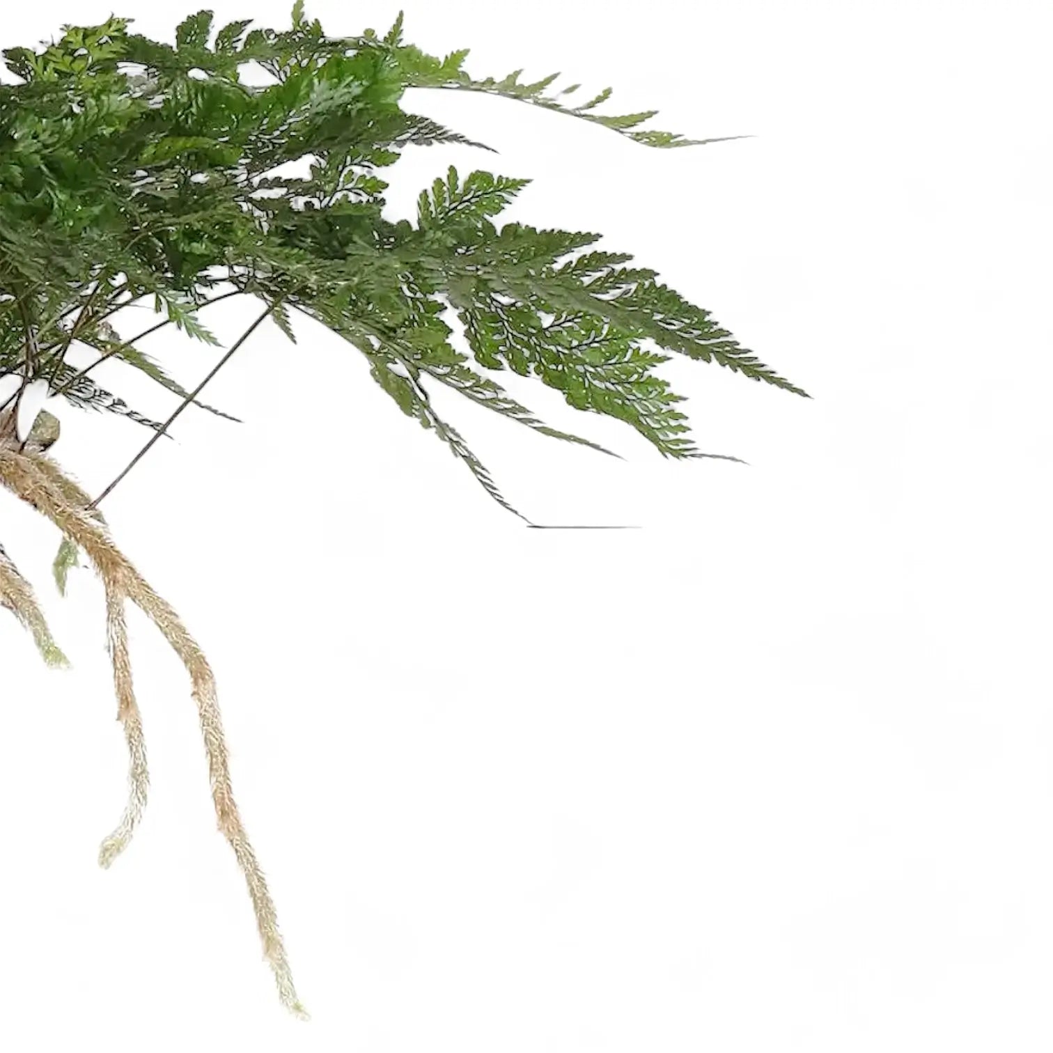 Davallia tyermannii – Nahaufnahme eines Blatts vor weißem Hintergrund.