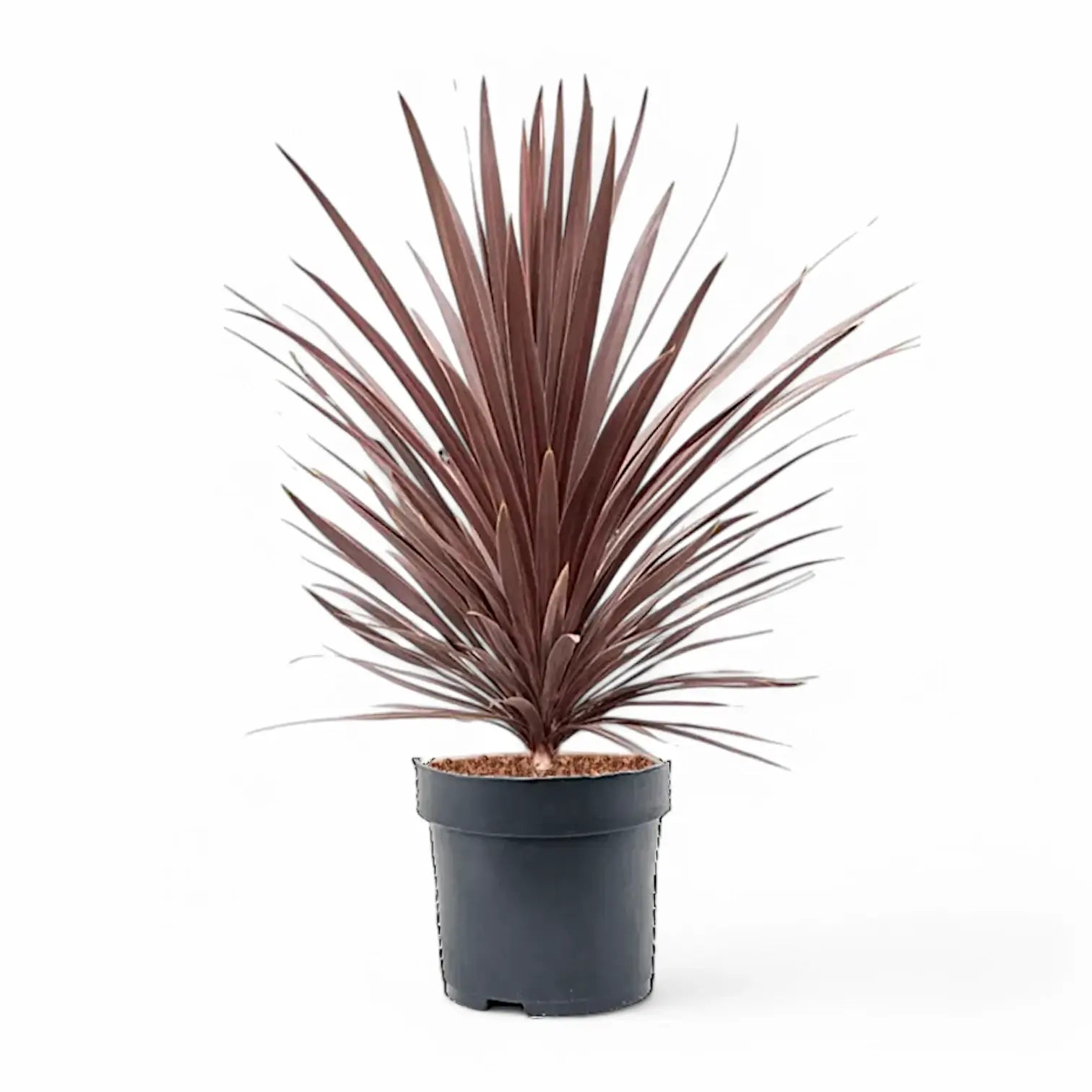 Cordyline australis 'Red Star' potted houseplant in nursery pot on white background, product photo 6.