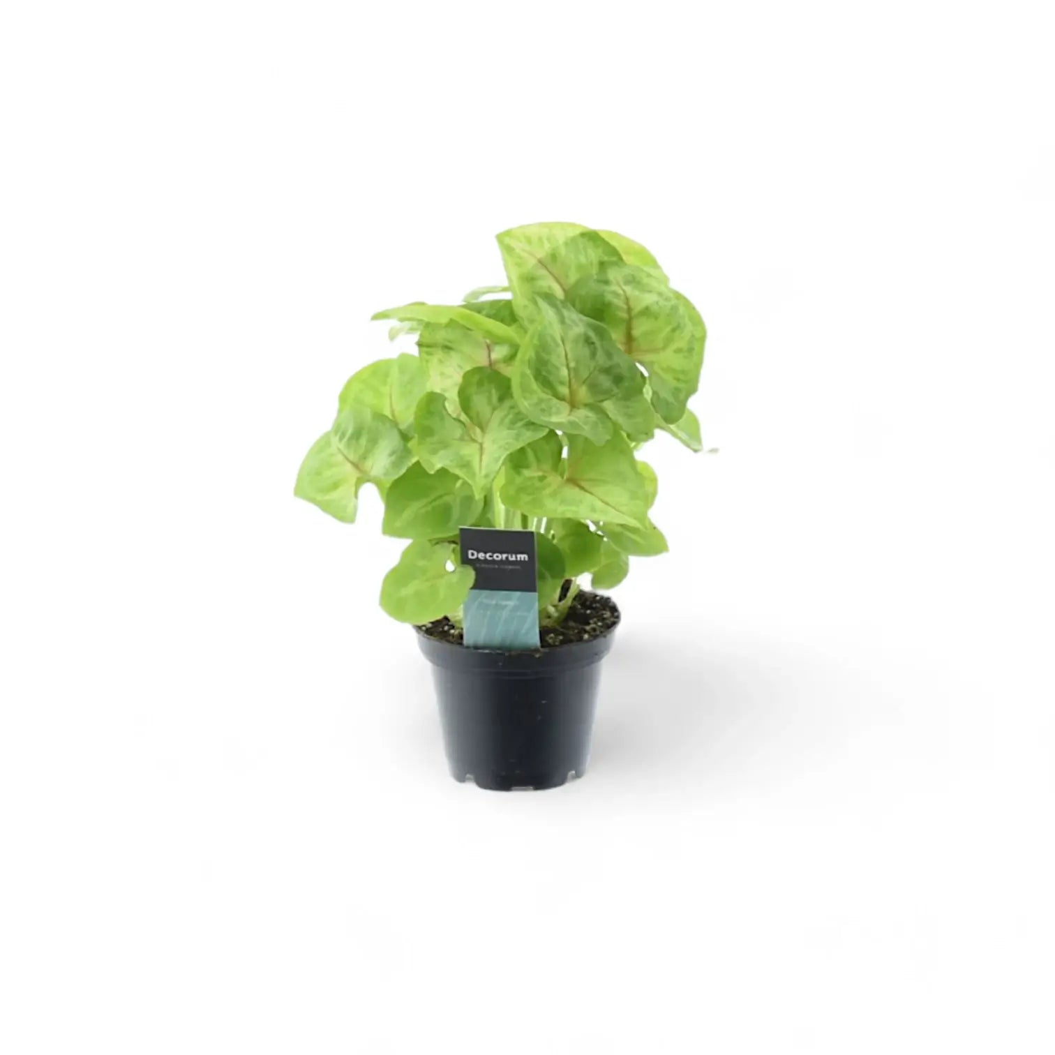 Syngonium podophyllum 'Mango allusion' potted houseplant in nursery pot on white background, product photo 2.