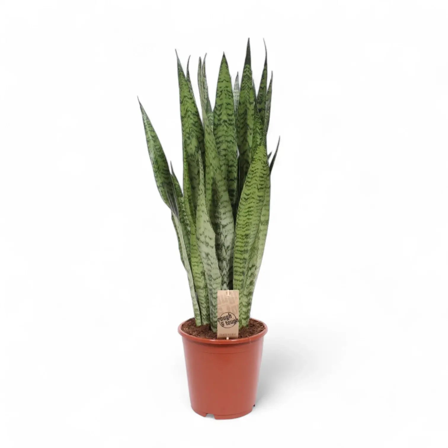 Dracaena (Sansevieria) zeylanica potted houseplant in nursery pot on white background, product photo 10.