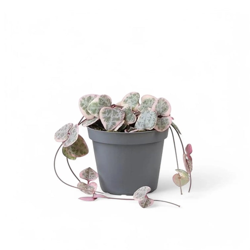 Ceropegia woodii variegata – Zimmerpflanze im Kulturtopf auf weißem Hintergrund, Produktfoto 3.