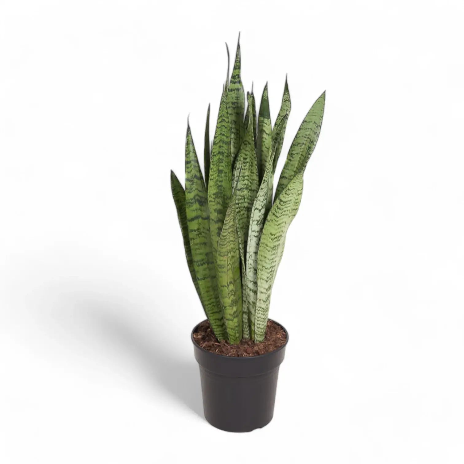 Dracaena (Sansevieria) zeylanica potted houseplant in nursery pot on white background, product photo 6.