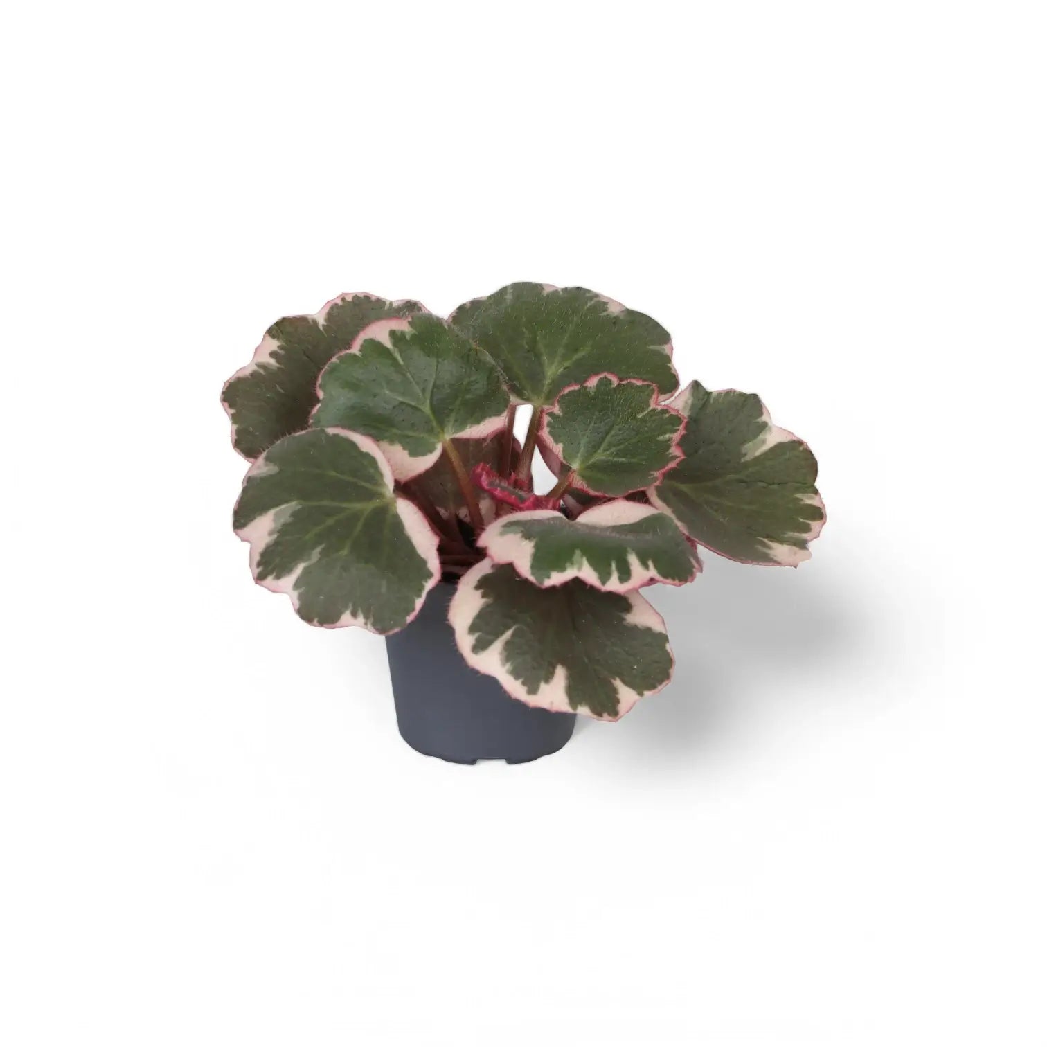 Saxifraga stolonifera variegata ('Strawberry Begonia') – Zimmerpflanze im Kulturtopf auf weißem Hintergrund, Produktfoto 2.