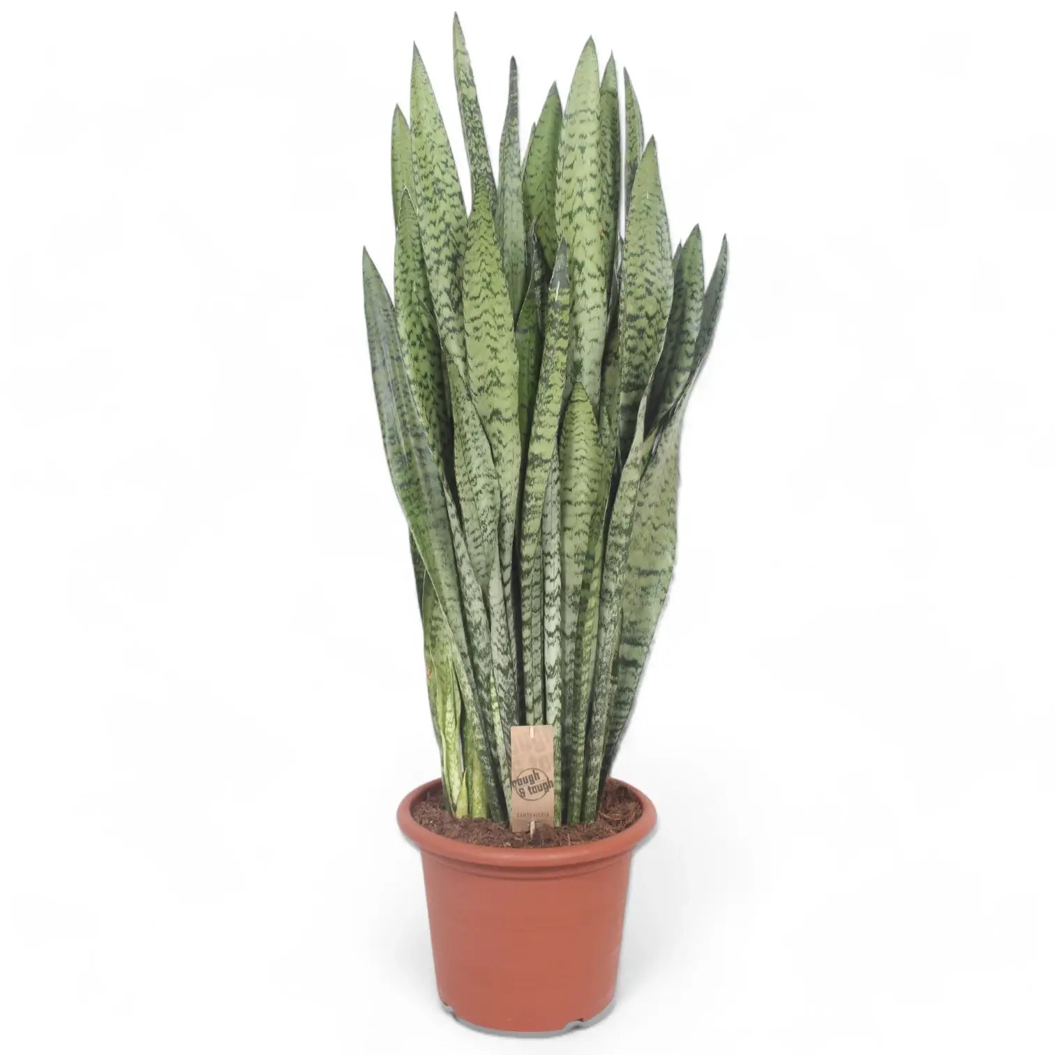 Dracaena (Sansevieria) zeylanica potted houseplant in nursery pot on white background, product photo 14.