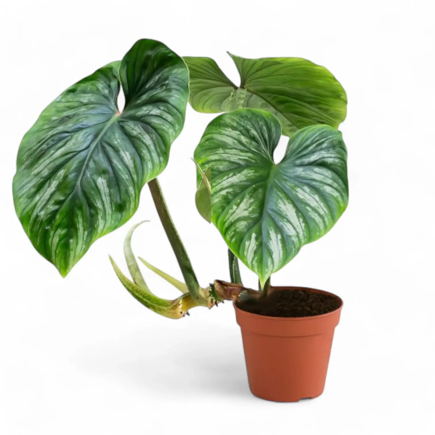 Philodendron plowmanii potted houseplant in nursery pot on white background, product photo 9.
