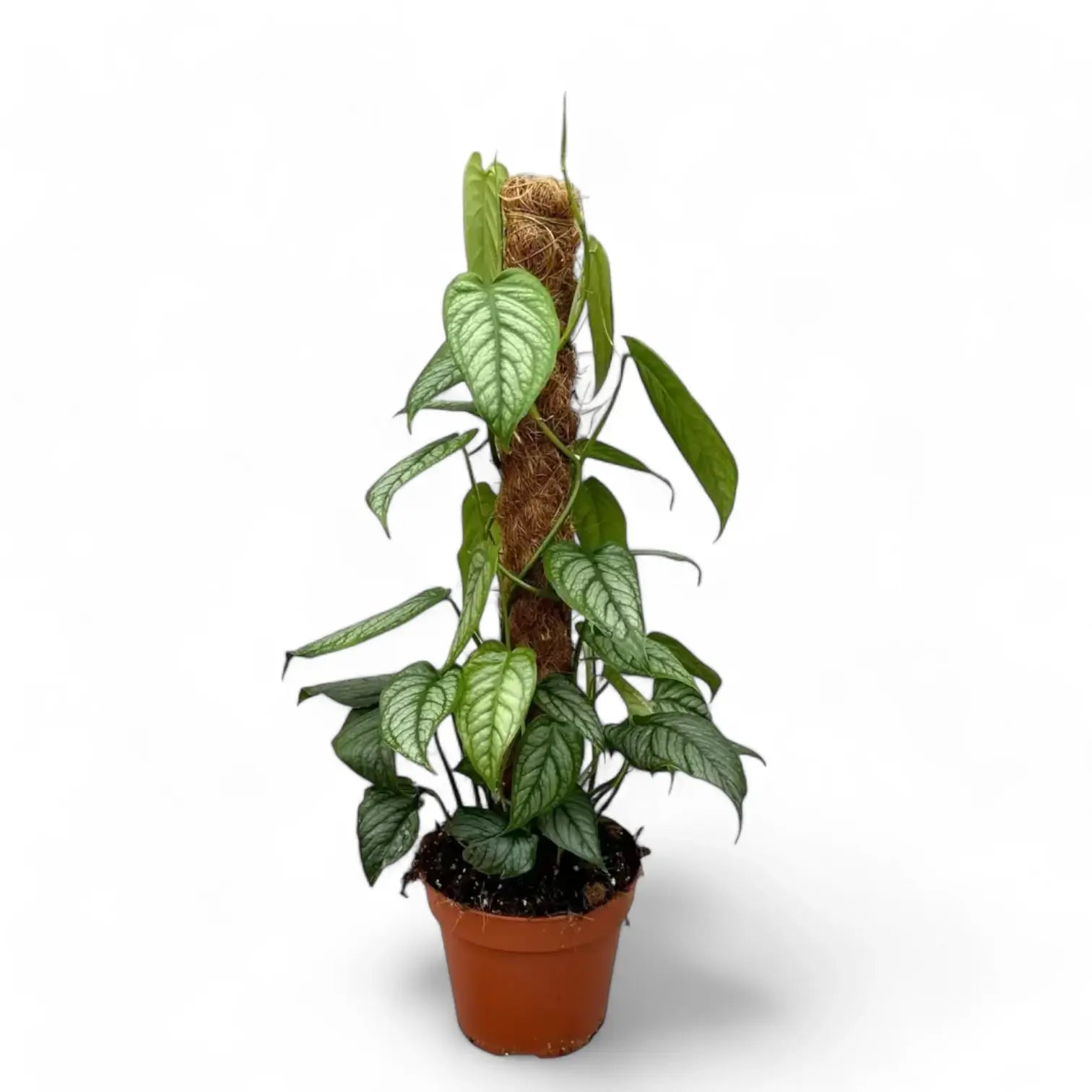 Monstera siltepecana potted houseplant in nursery pot on white background, product photo 8.