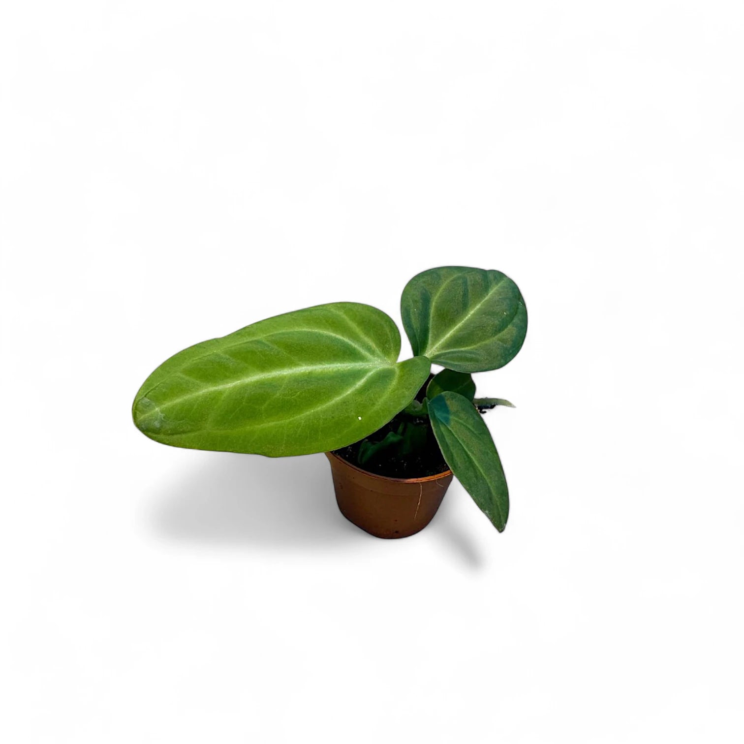 Anthurium villenaorum – Zimmerpflanze im Kulturtopf auf weißem Hintergrund, Produktfoto 7.