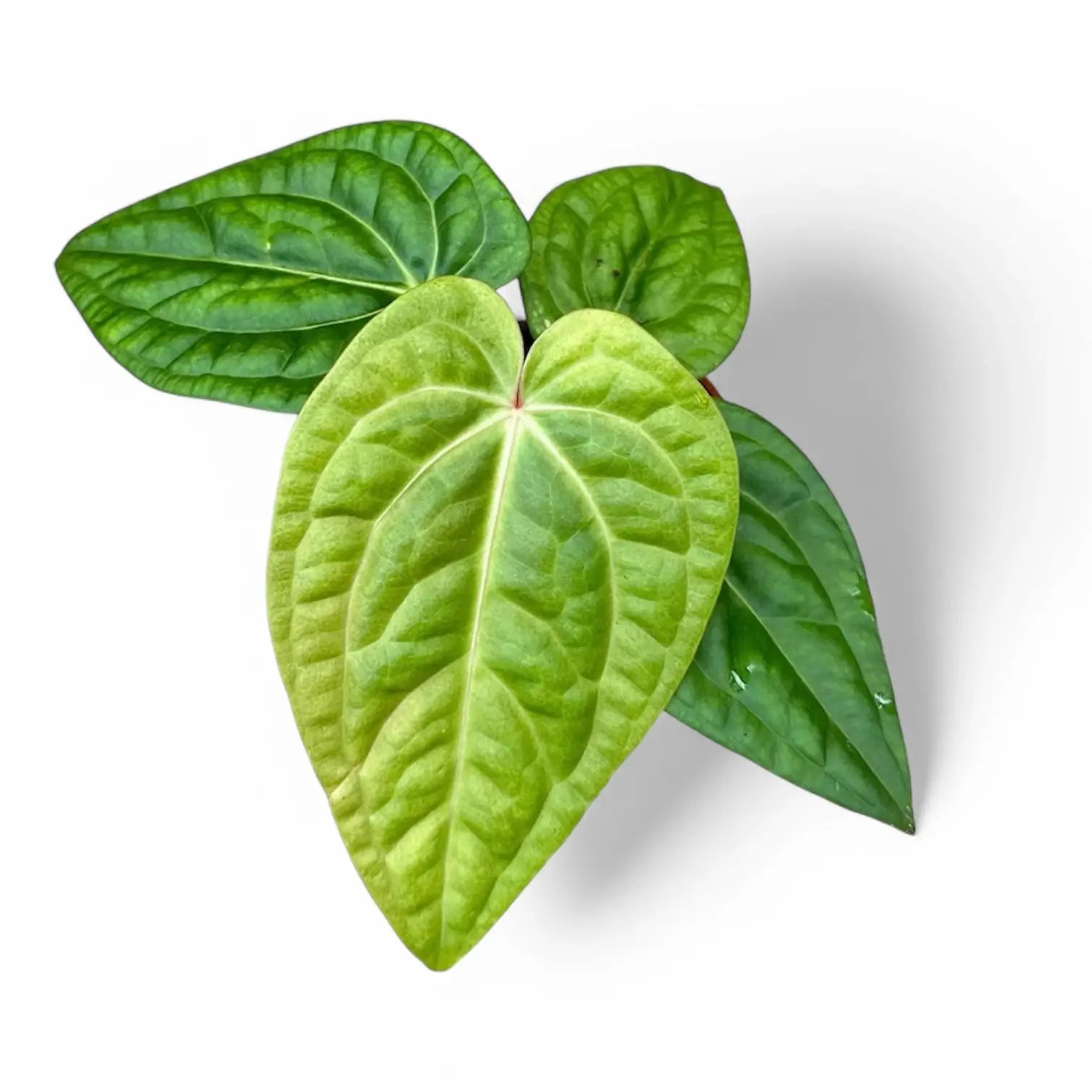 Anthurium villenaorum x luxurians potted houseplant in nursery pot on white background, product photo 2.