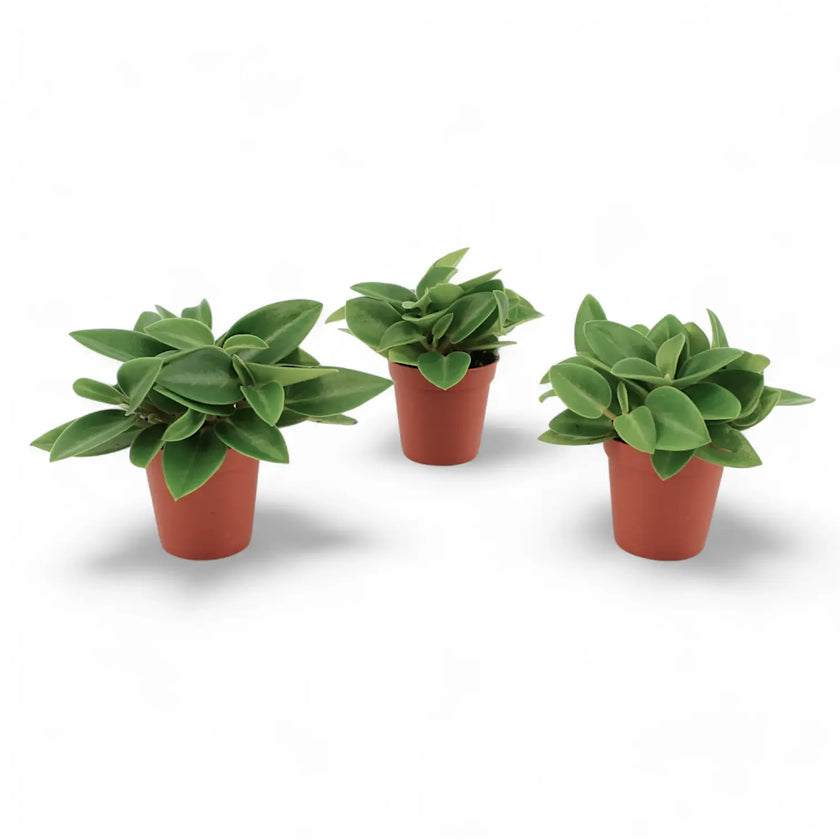 Peperomia orba 'Pixie' potted houseplant in nursery pot on white background, product photo 2.