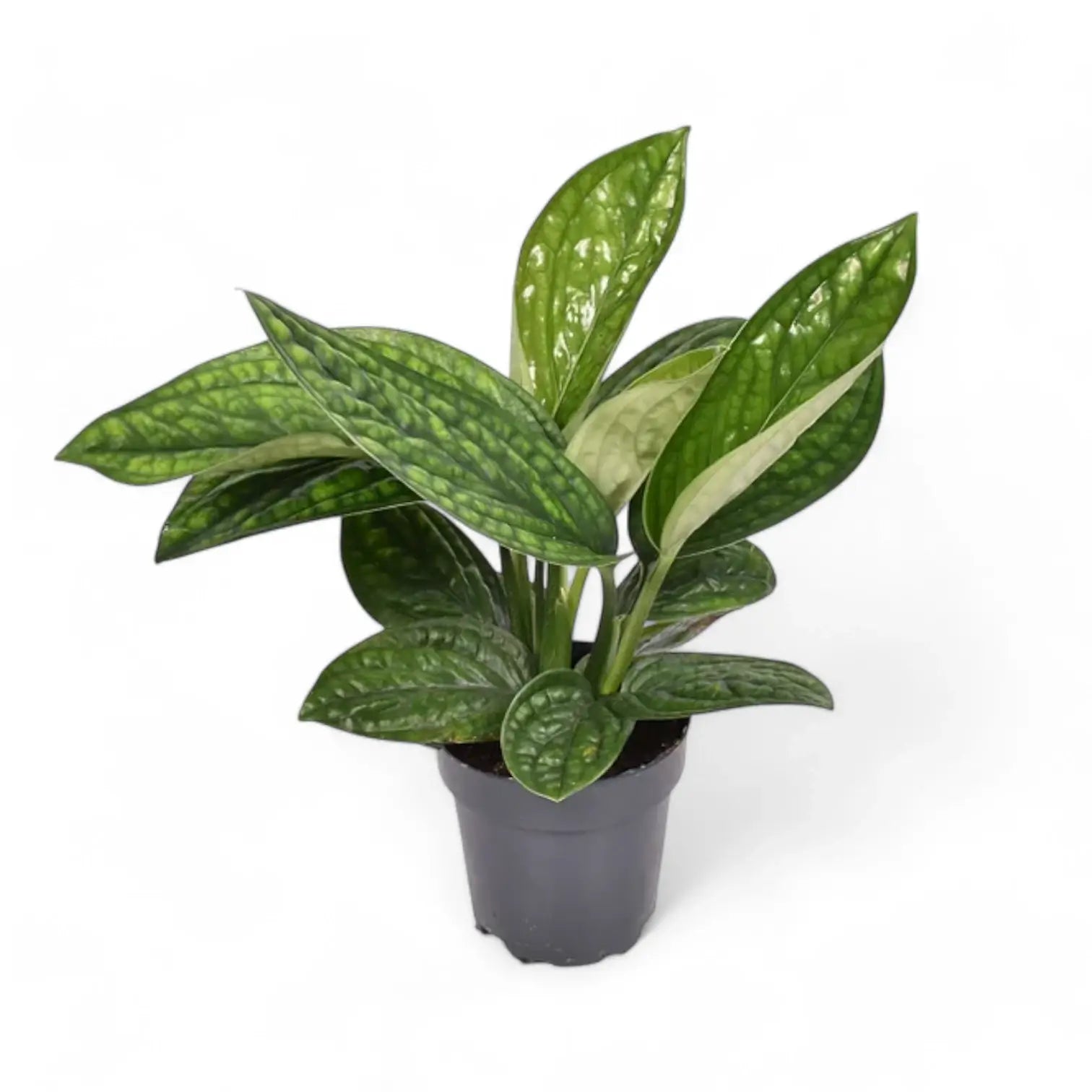Monstera sp. Peru ('Karstenianum') potted houseplant in nursery pot on white background, product photo 5.
