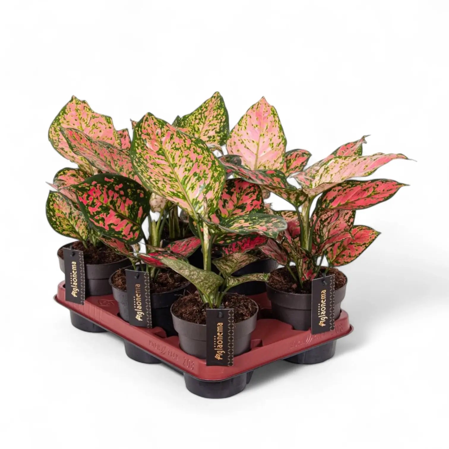 Aglaonema 'Crimson Love' potted houseplant in nursery pot on white background, product photo 3.
