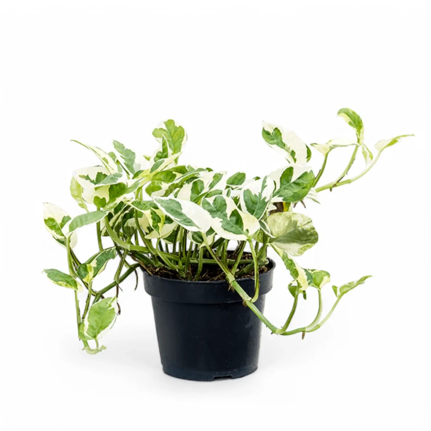 Epipremnum aureum 'N'Joy' potted houseplant in nursery pot on white background, product photo 7.