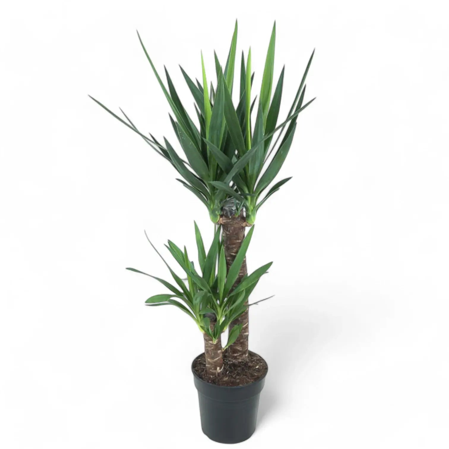 Yucca gigantea potted houseplant in nursery pot on white background, product photo 11.