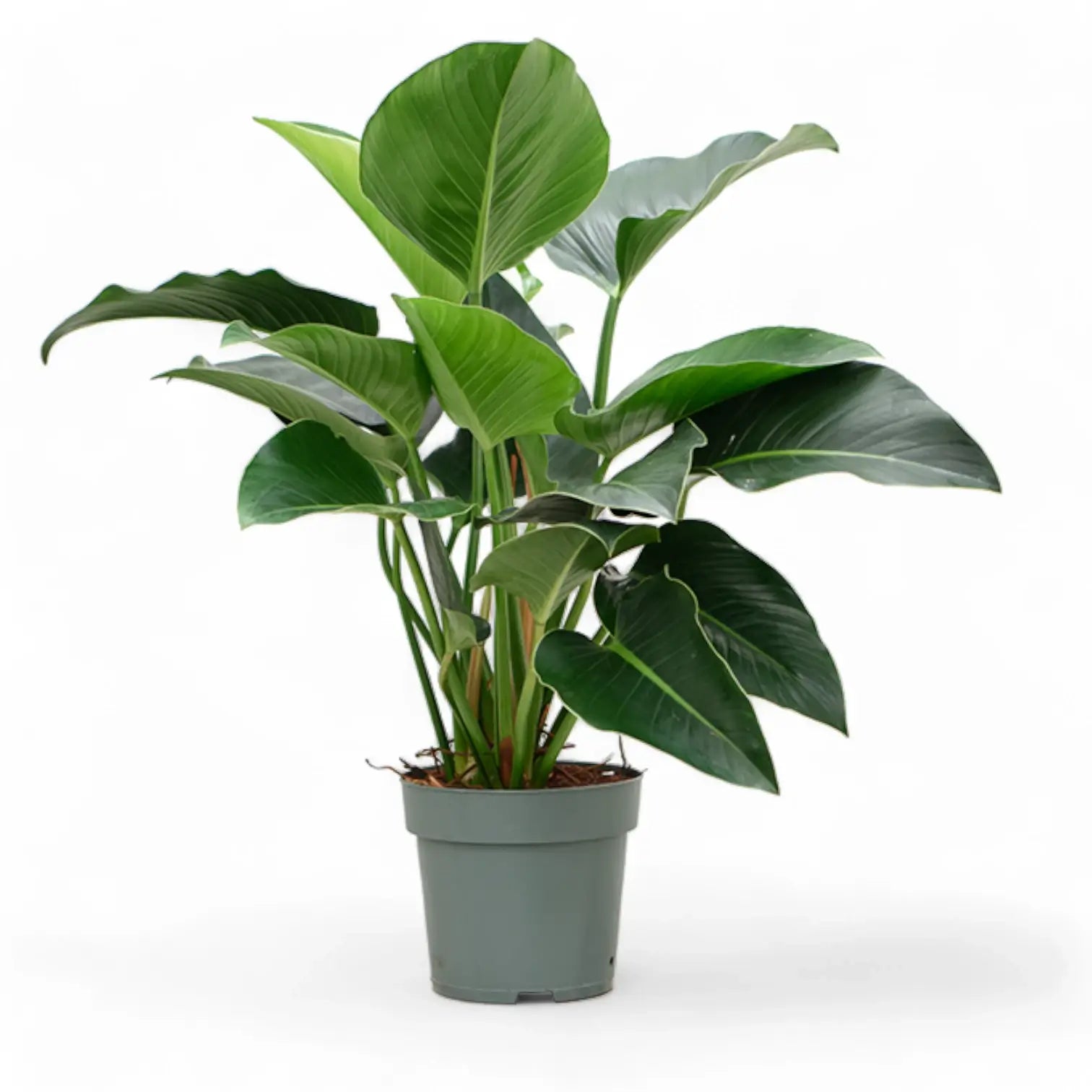 Philodendron 'Green beauty' potted houseplant in nursery pot on white background, product photo 3.