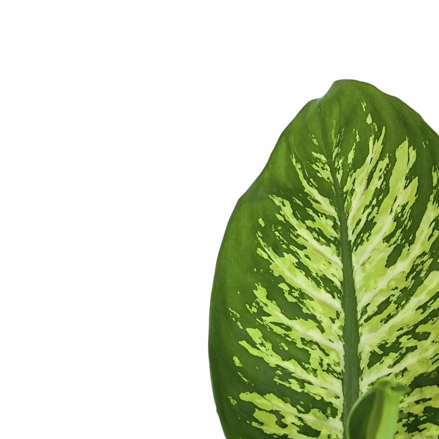 Dieffenbachia seguine 'Reeva' – Nahaufnahme eines Blatts vor weißem Hintergrund.