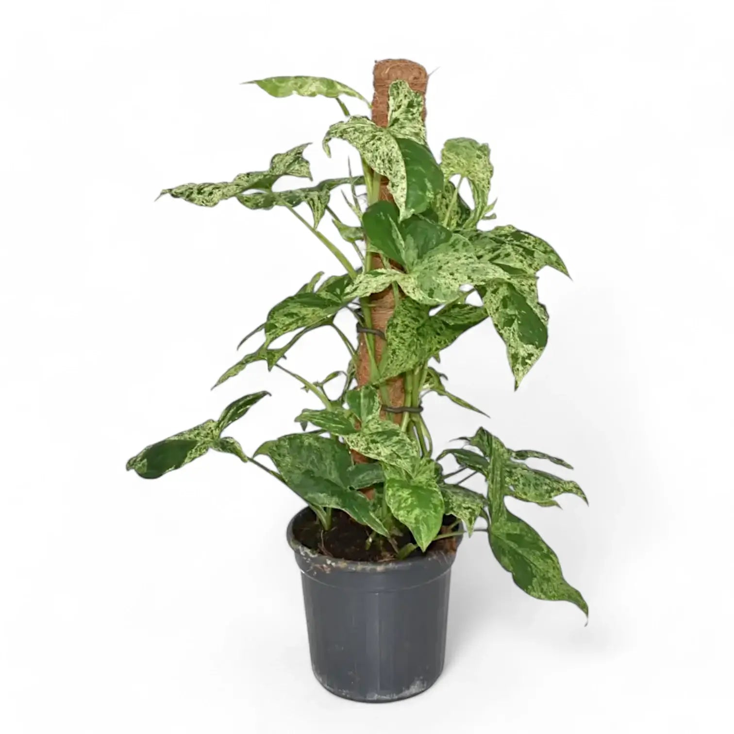 Syngonium podophyllum 'Mottled' – Zimmerpflanze im Kulturtopf auf weißem Hintergrund, Produktfoto 14.