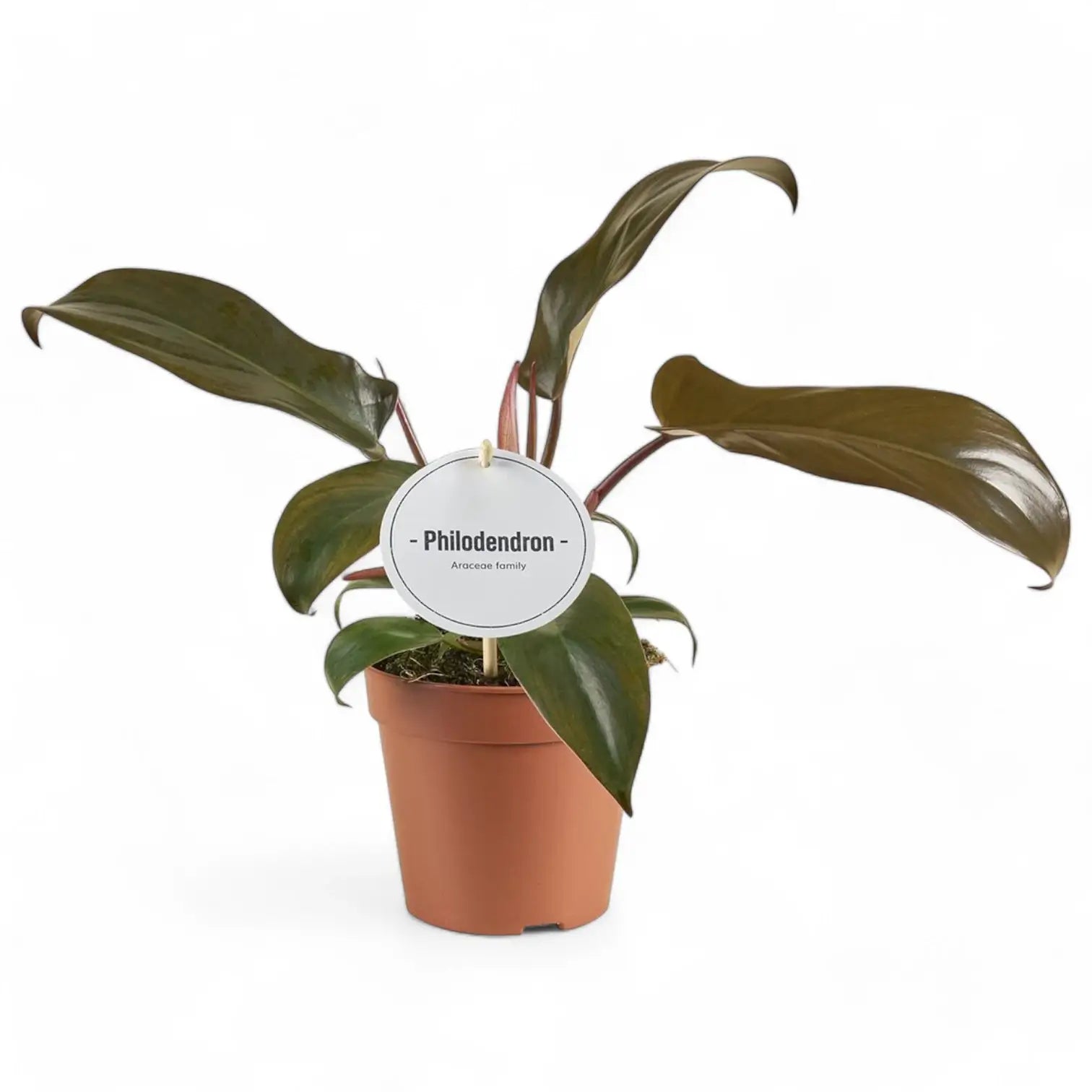 Philodendron 'Florida bronze' potted houseplant in nursery pot on white background, product photo 2.
