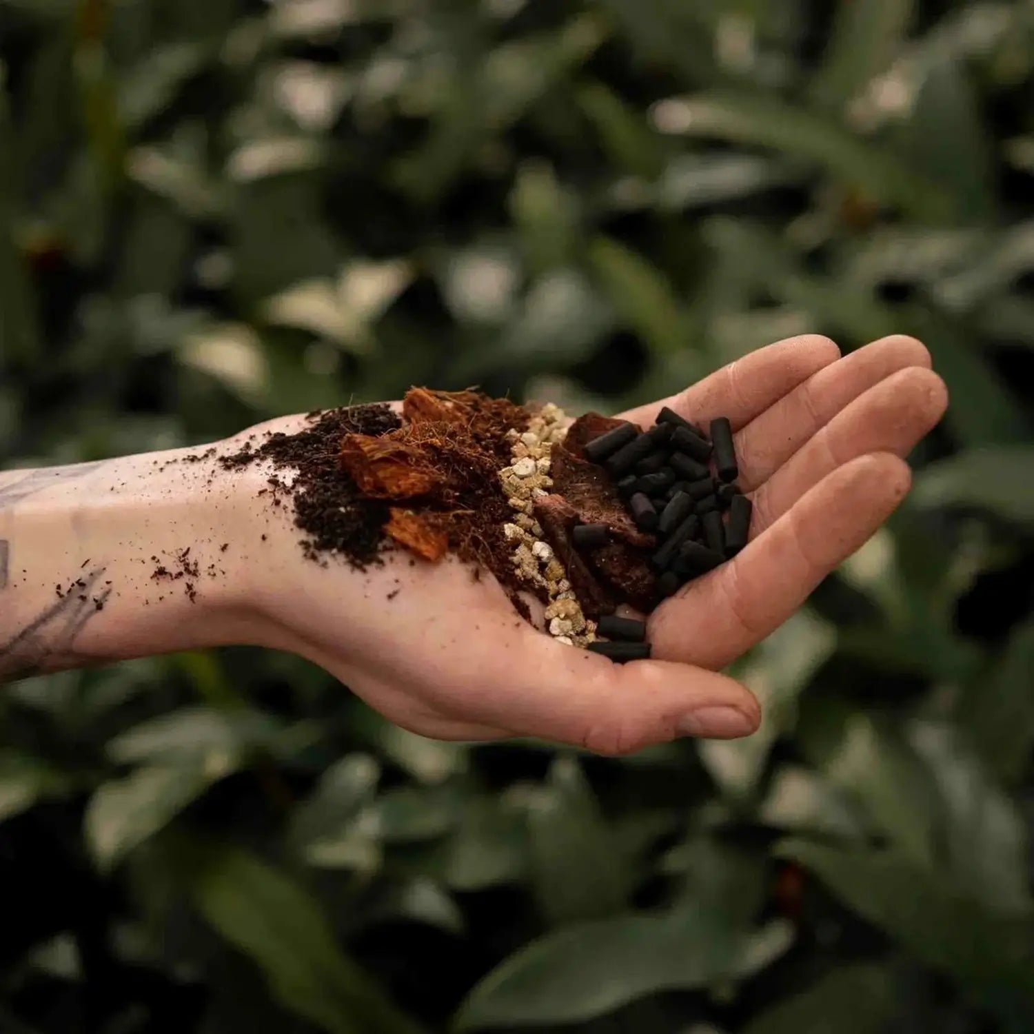 Alocasia-Pflanzsubstrat vor weißem Hintergrund, Produktfoto 2.