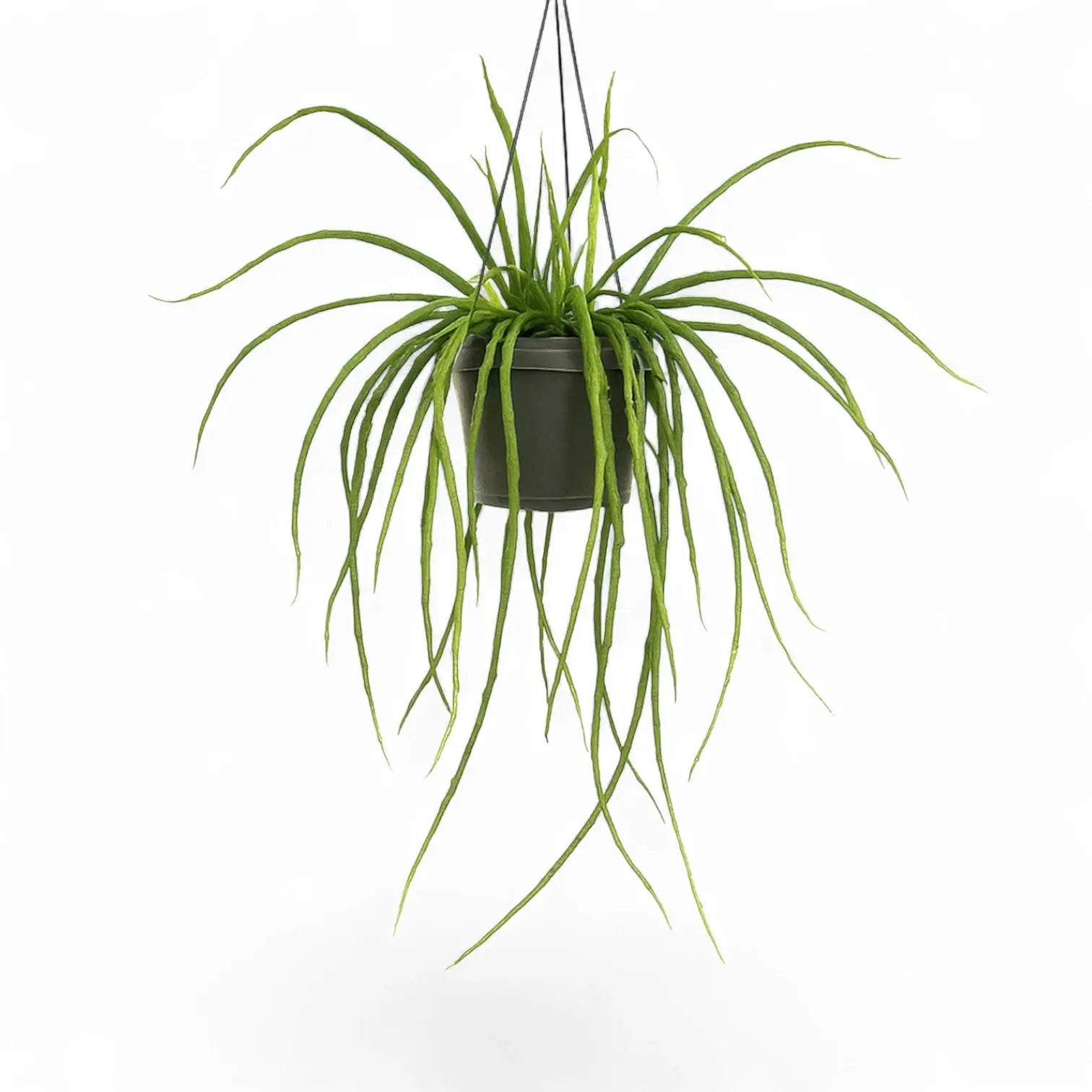 Selenicereus wercklei potted houseplant in nursery pot on white background, product photo 2.
