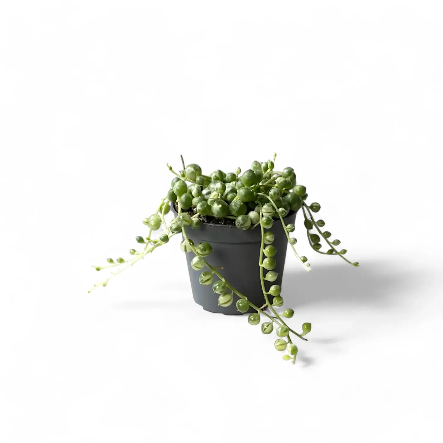 Curio rowleyanus variegata – Topfpflanze im Kulturtopf vor weißem Hintergrund, Produktfoto 3.
