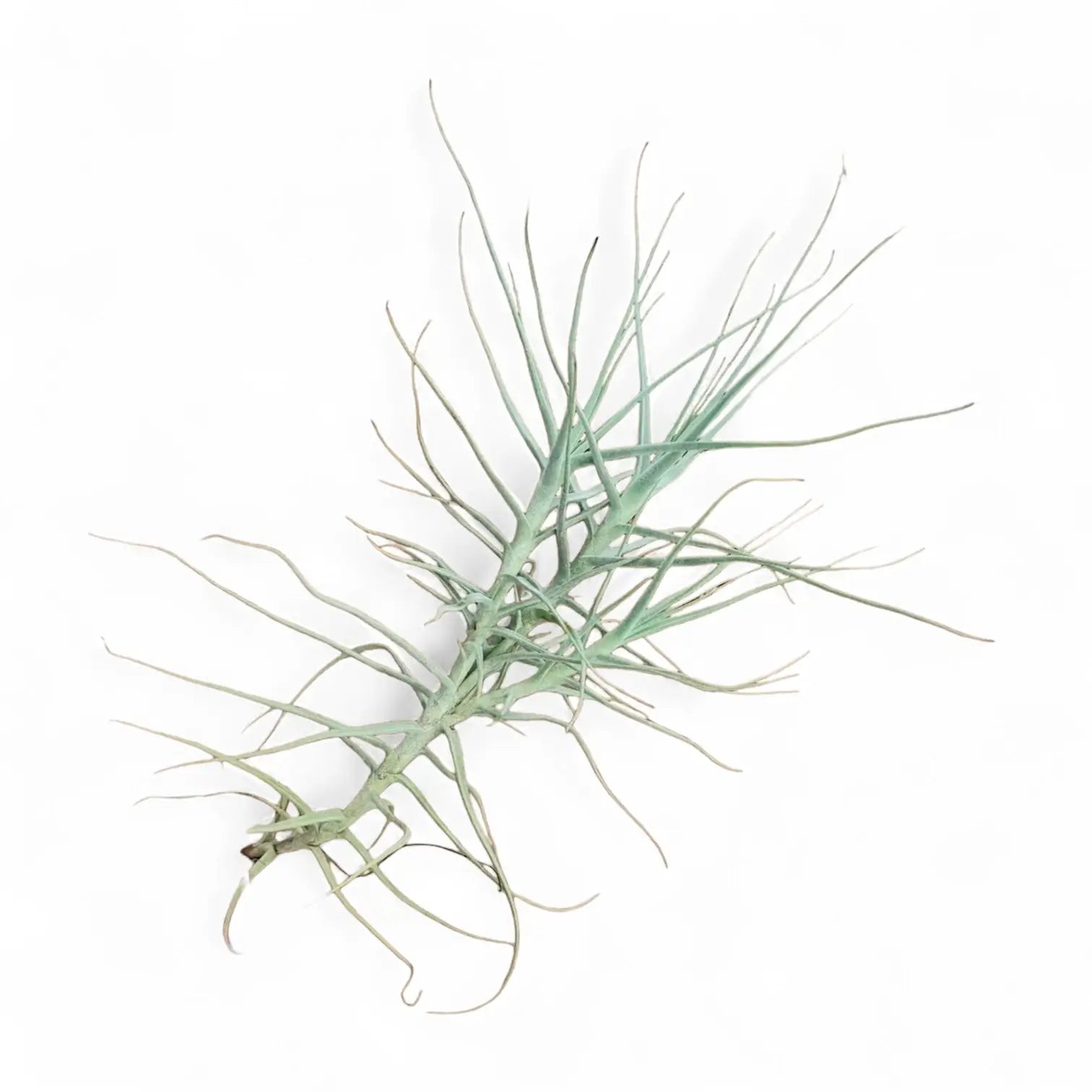 Tillandsia caerulea – Zimmerpflanze im Kulturtopf auf weißem Hintergrund, Produktfoto 2.