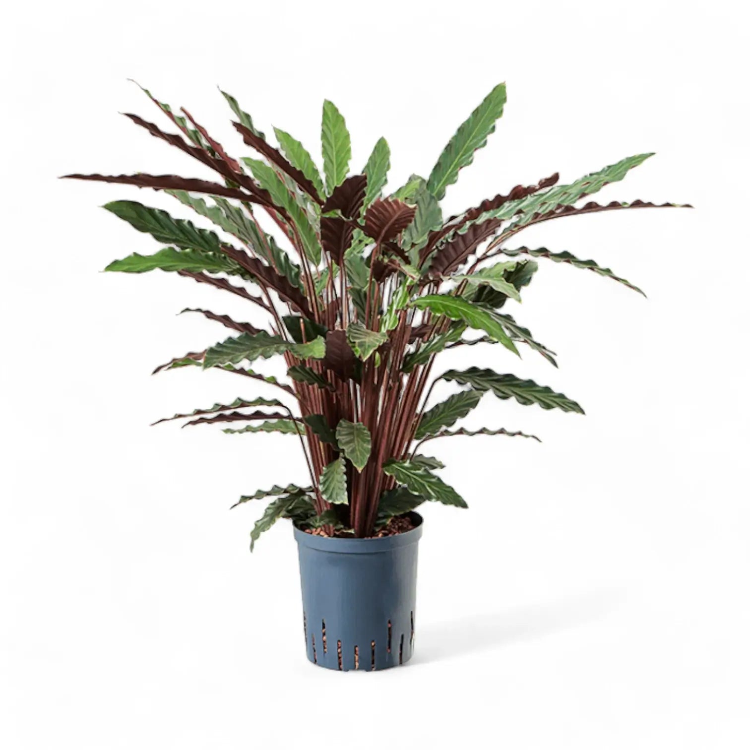 Goeppertia (Calathea) rufibarba 'Wavestar' potted houseplant in nursery pot on white background, product photo 3.
