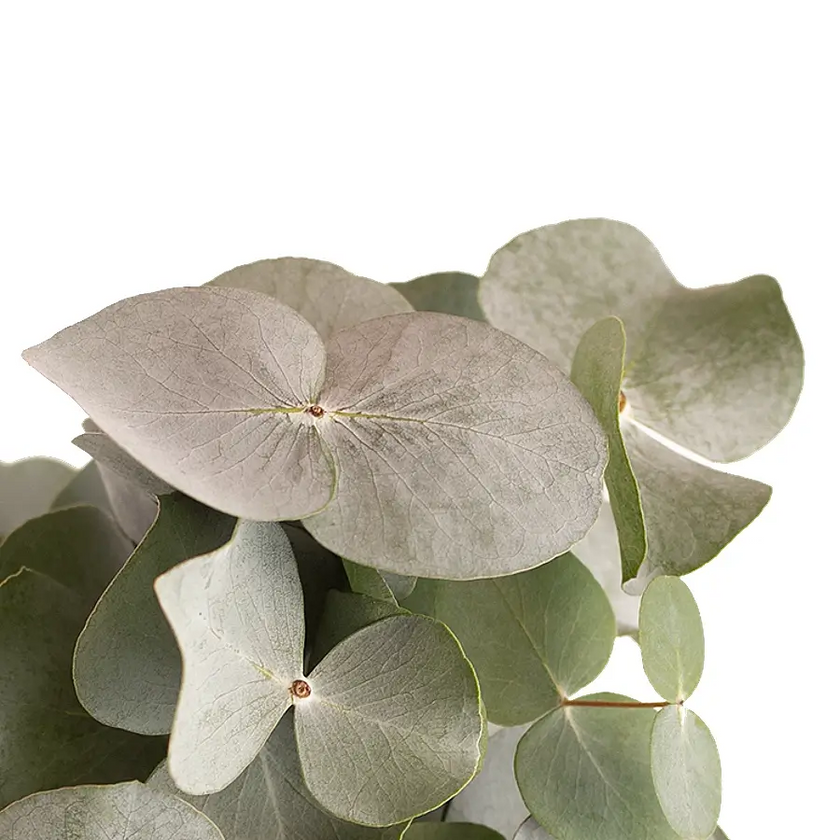 Nahaufnahme eines Blatts von Eucalyptus gunnii vor weißem Hintergrund.