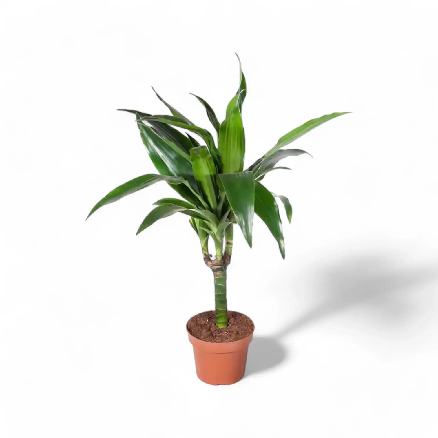 Dracaena fragrans 'Janet Craig' potted houseplant in nursery pot on white background, product photo 4.