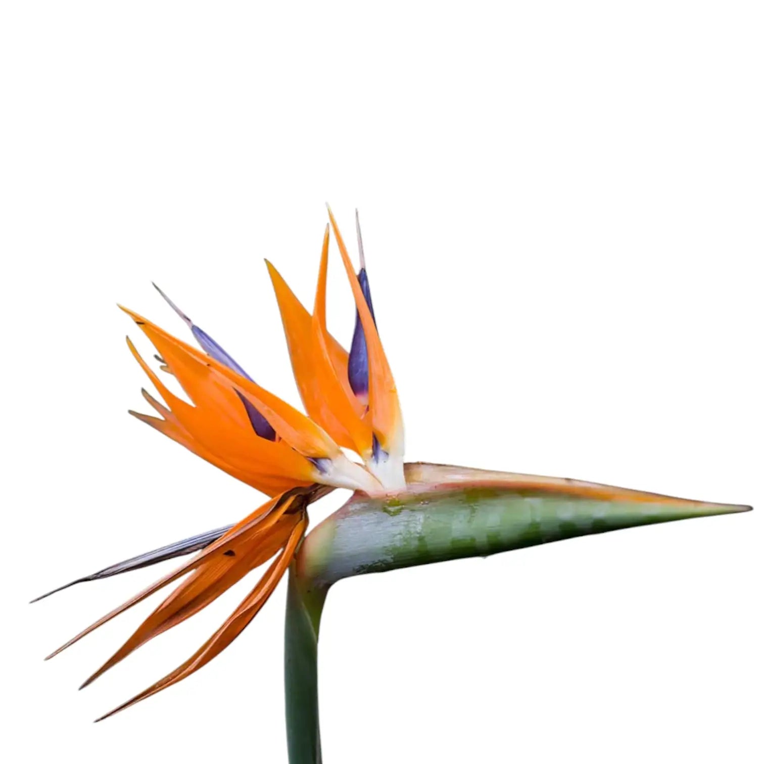 Strelitzia reginae – Zimmerpflanze im Kulturtopf auf weißem Hintergrund, Produktfoto 3.