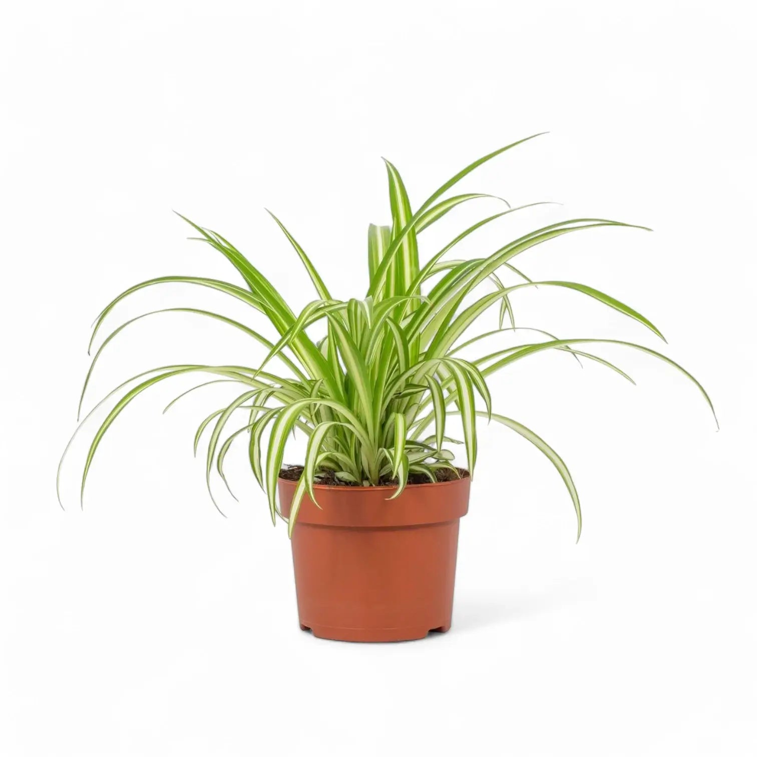 Chlorophytum comosum variegatum – Zimmerpflanze im Kulturtopf auf weißem Hintergrund, Produktfoto 6.
