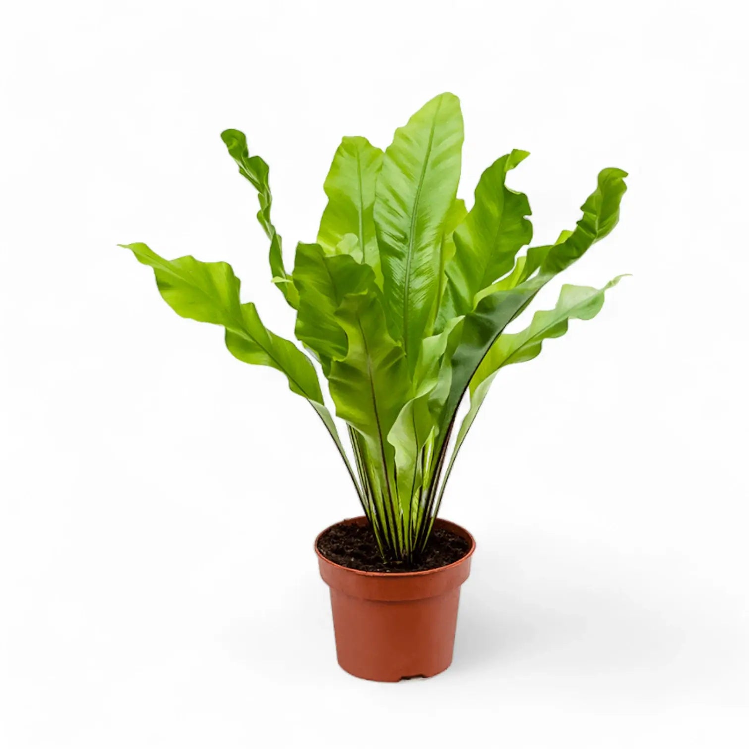 Asplenium nidus potted houseplant in nursery pot on white background, product photo 4.