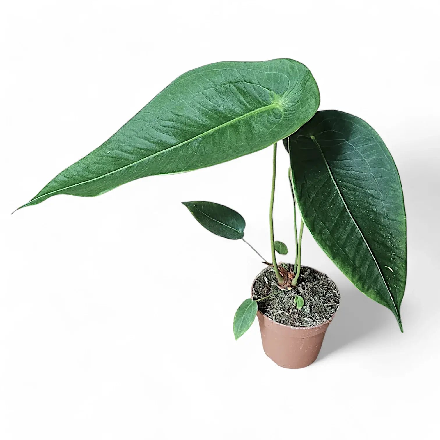 Anthurium peltigerum – Topfpflanze im Kulturtopf vor weißem Hintergrund, Produktfoto 10.