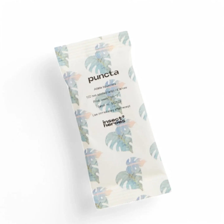 Adalia bipunctata gegen Blattläuse auf weißem Hintergrund, Produktfoto 2.