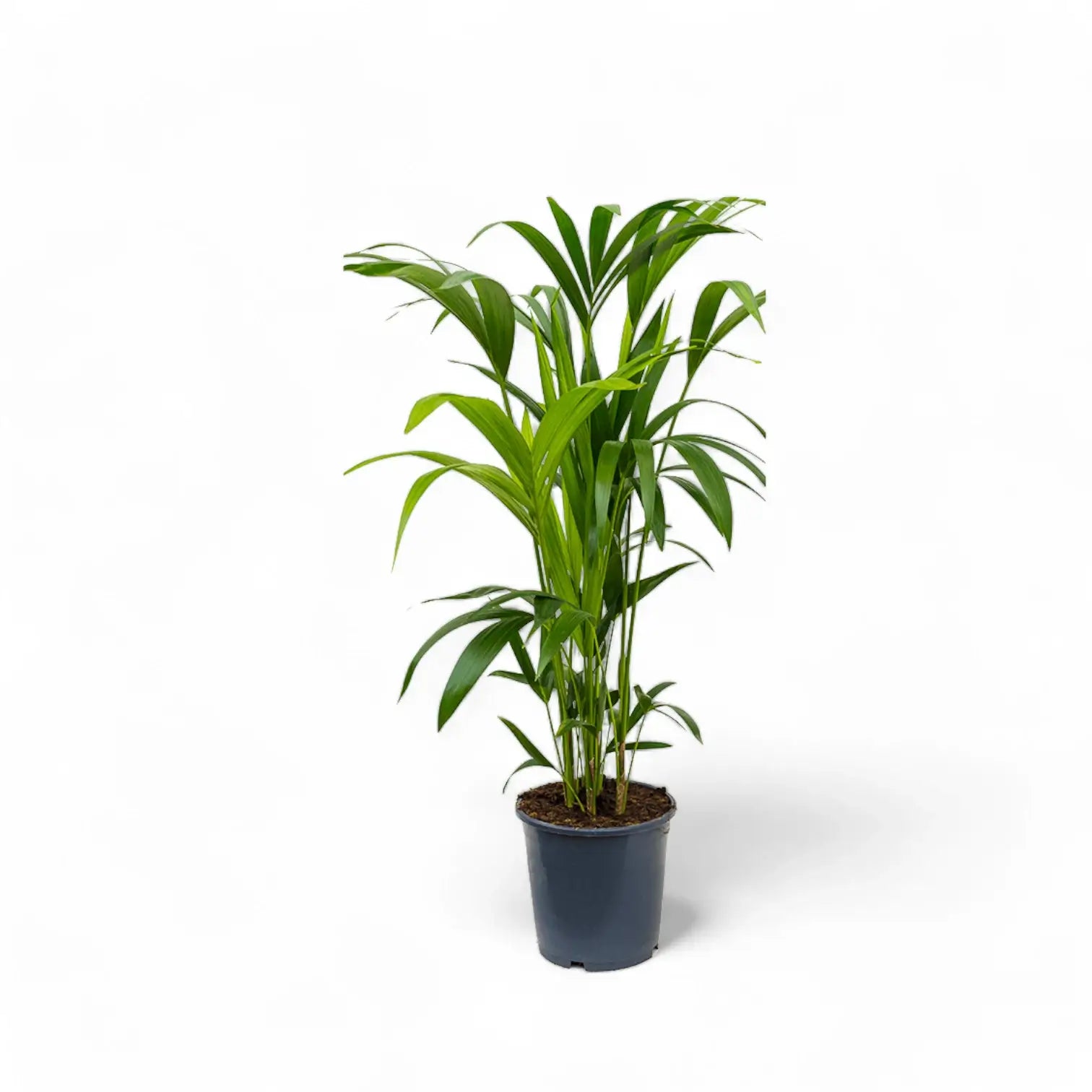 Howea forsteriana potted houseplant in nursery pot on white background, product photo 7.