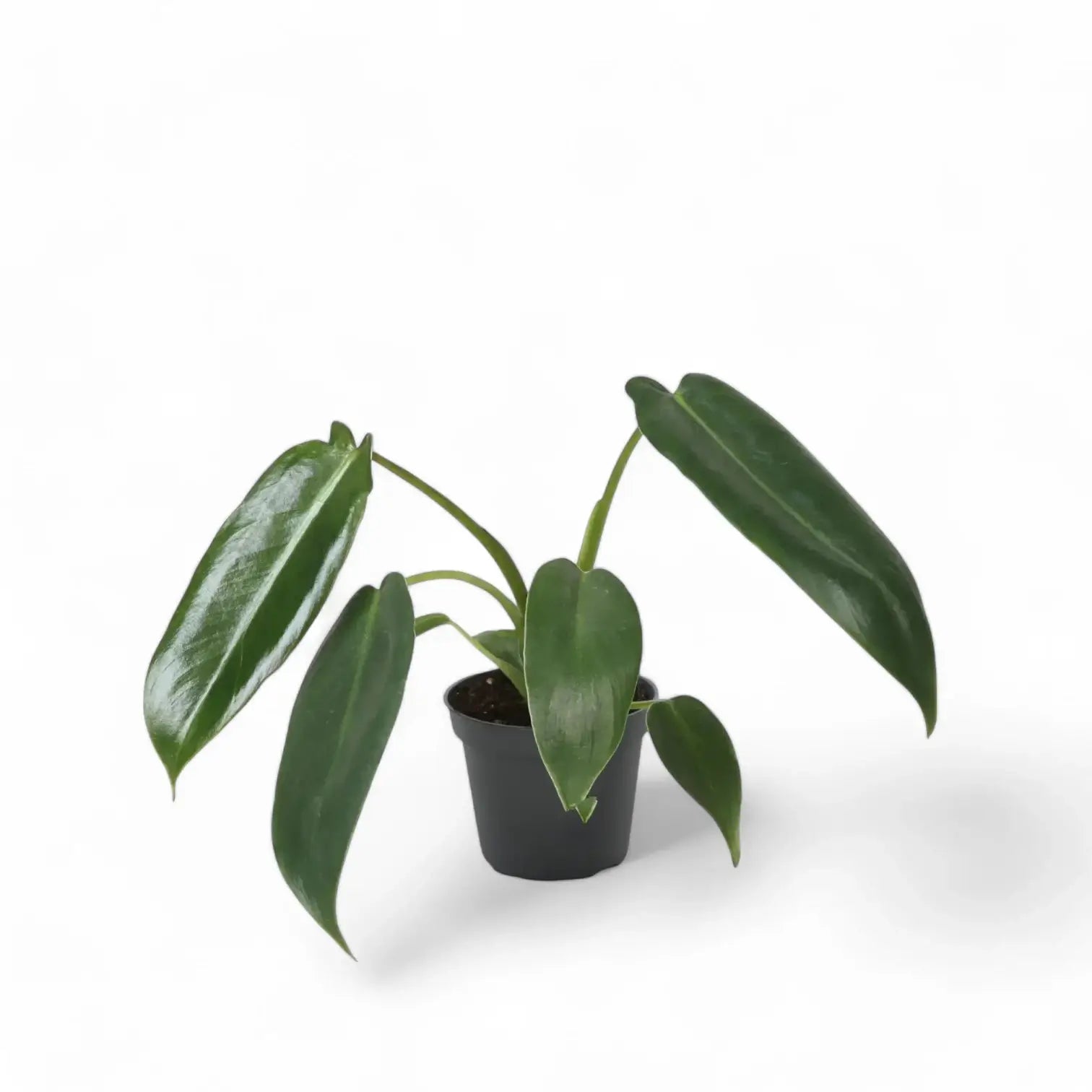 Philodendron spiritus-sancti potted houseplant in nursery pot on white background, product photo 7.