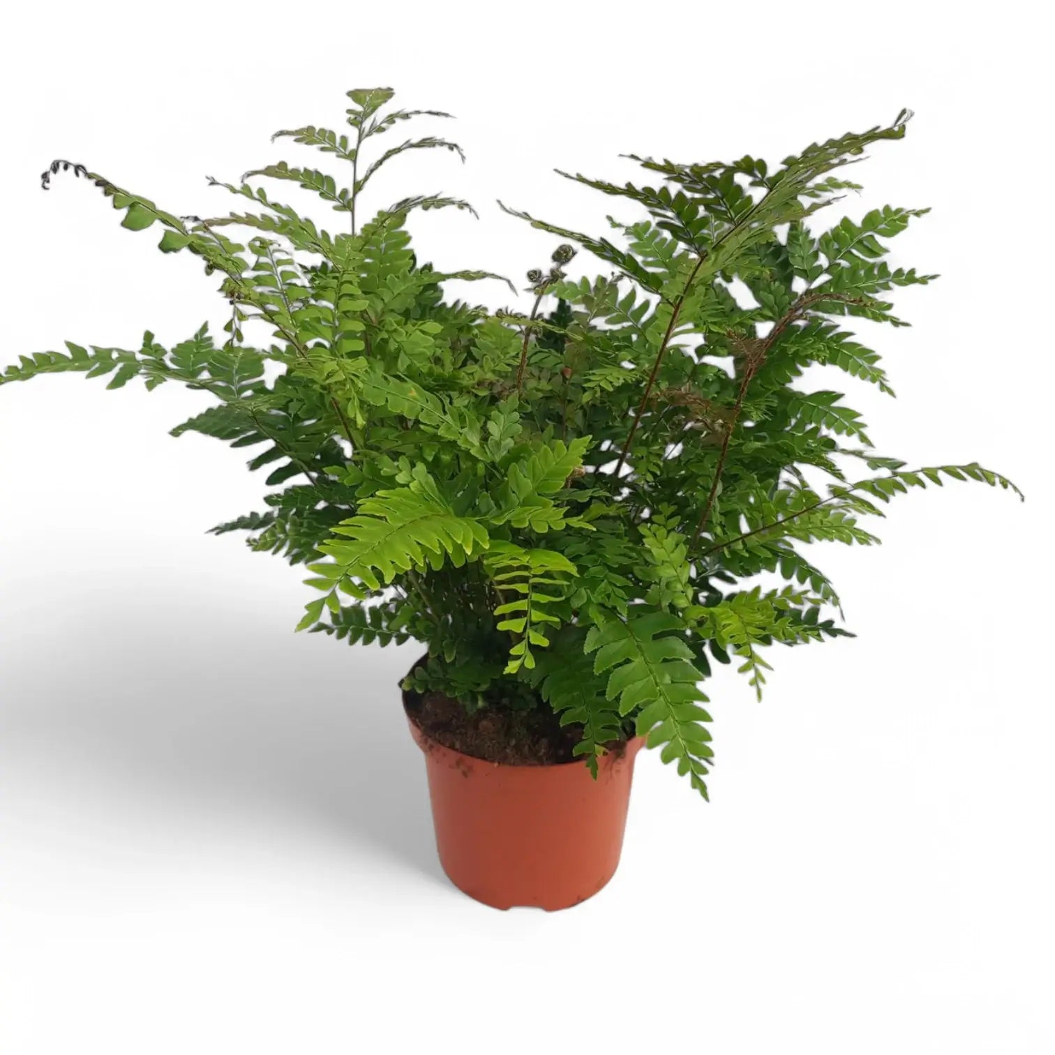 Didymochlaena truncatula – Topfpflanze im Kulturtopf vor weißem Hintergrund, Produktfoto 6.