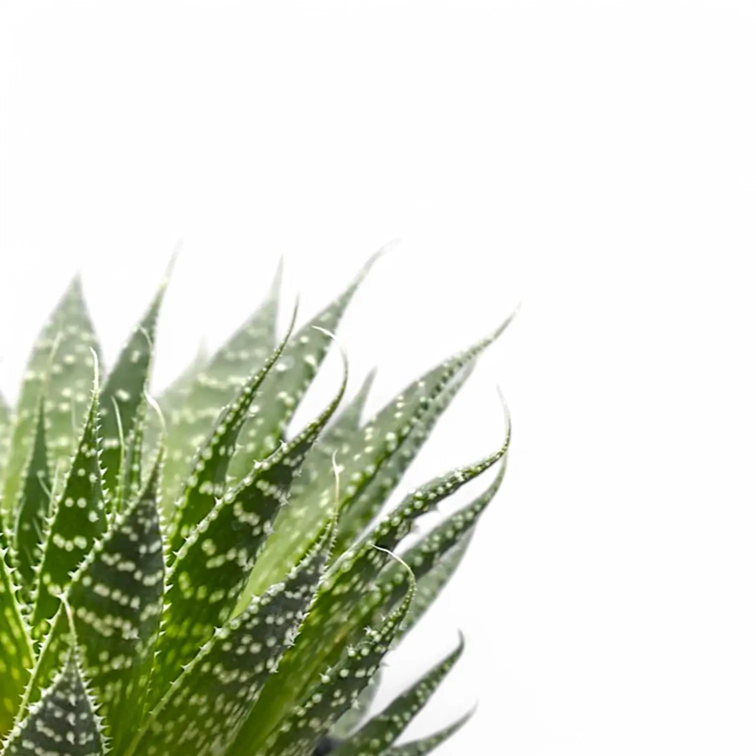 Aristaloe aristata leaf close-up on white background.
