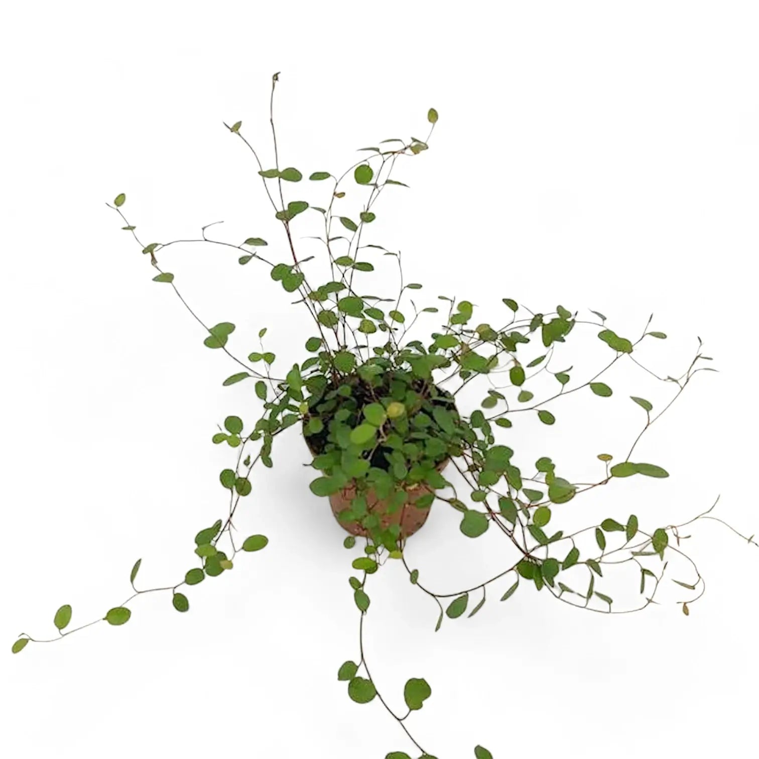 Muehlenbeckia complexa 'Maori' potted houseplant in nursery pot on white background, product photo 6.