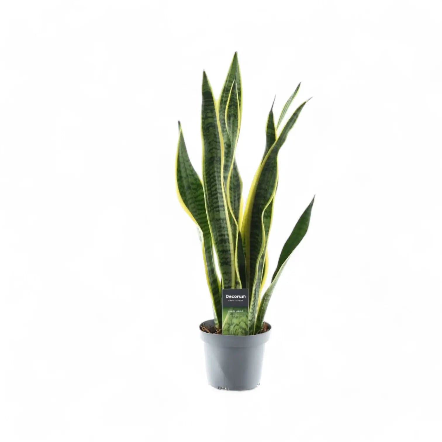 Dracaena (Sansevieria) trifasciata 'Laurentii' – Topfpflanze im Kulturtopf vor weißem Hintergrund, Produktfoto 8.