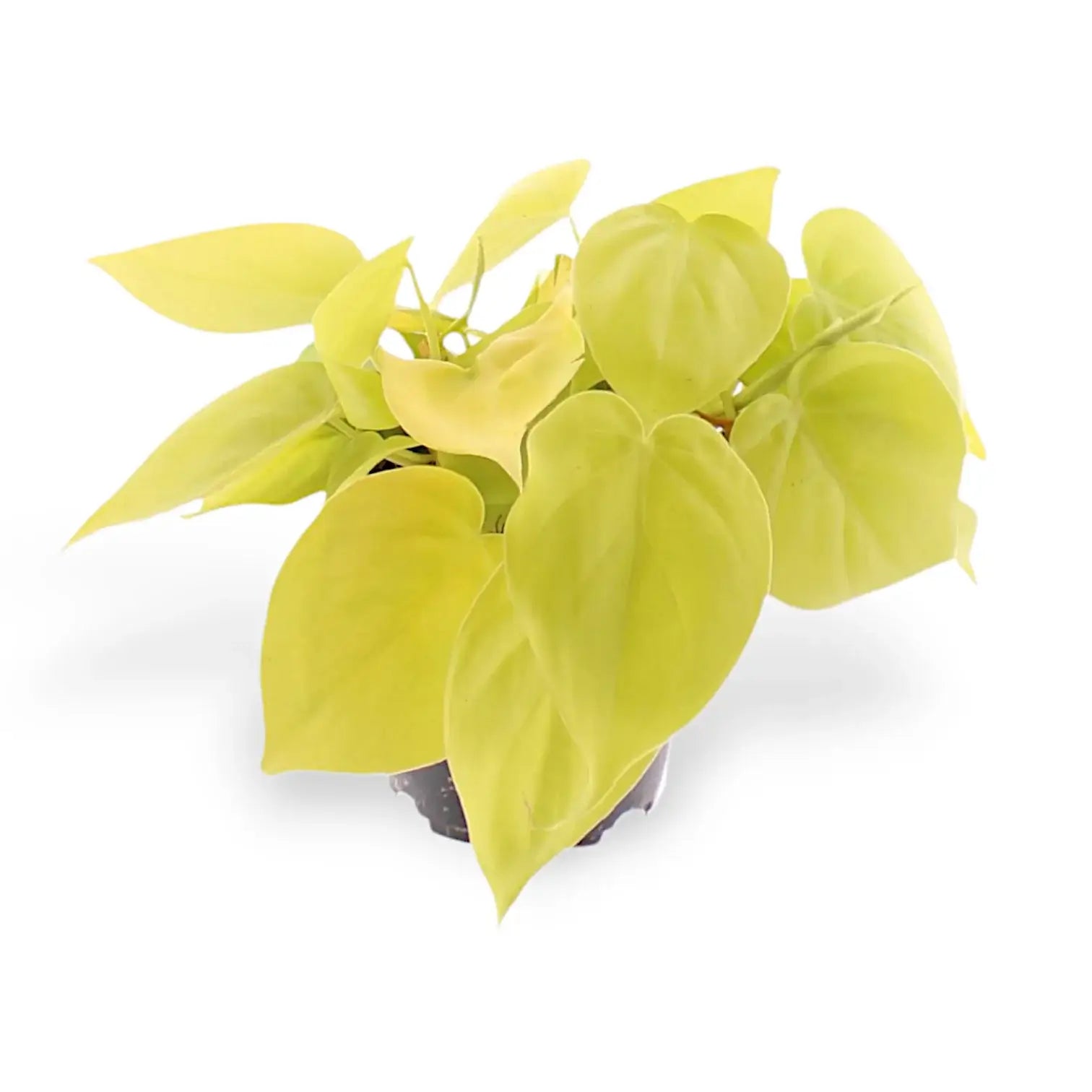 Philodendron hederaceum ‘Lime’ ('Neon') potted houseplant in nursery pot on white background, product photo 6.