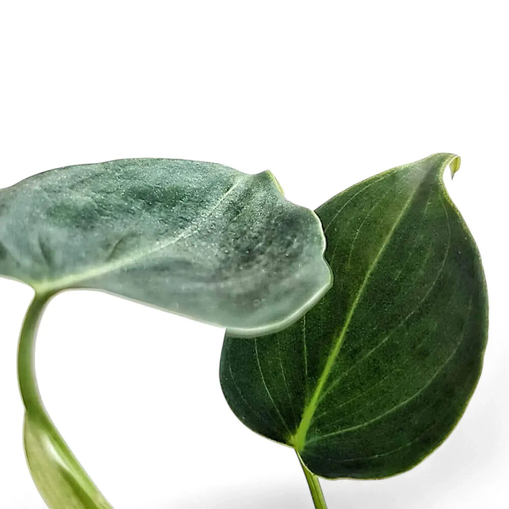 Philodendron cf lupinum (Philodendron vanninii Croat ined.) leaf close-up on white background.