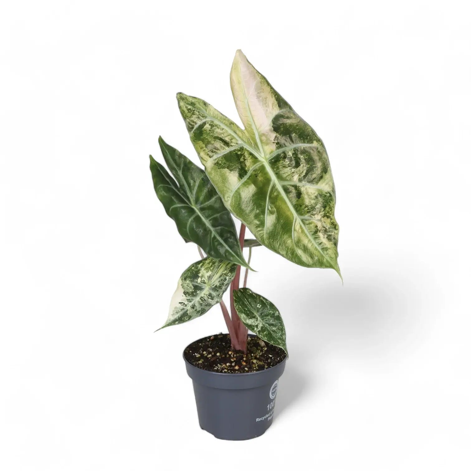 Alocasia 'Nairobi Nights' variegata potted houseplant in nursery pot on white background, product photo 2.
