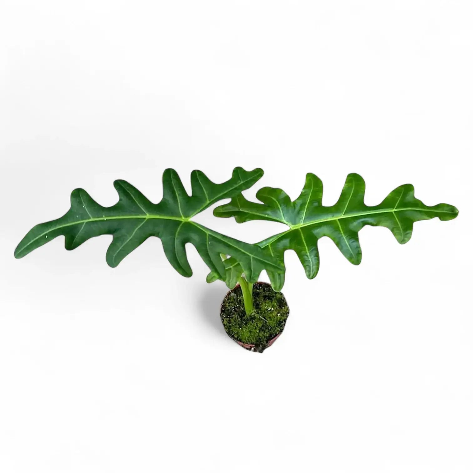 Alocasia portei potted houseplant in nursery pot on white background, product photo 7.