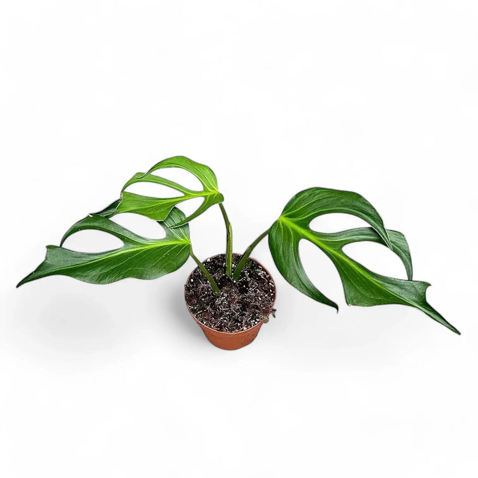 Monstera 'Burle Marx's Flame' potted houseplant in nursery pot on white background, product photo 13.