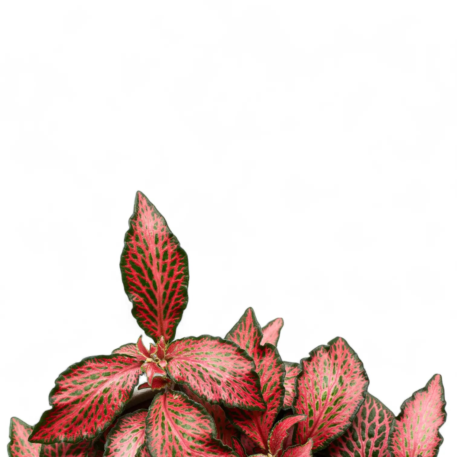 Fittonia albivenis 'Forest Flame' â Nahaufnahme eines Blatts vor weiĂem Hintergrund.