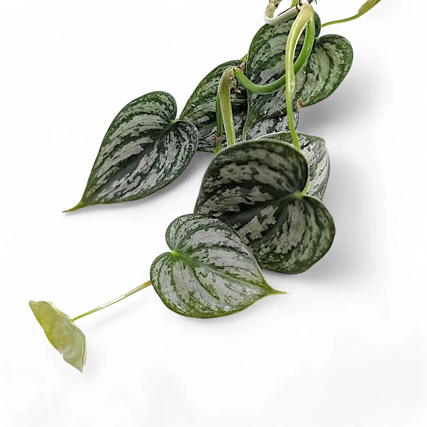 Nahaufnahme eines Blatts von Philodendron brandtianum vor weißem Hintergrund.