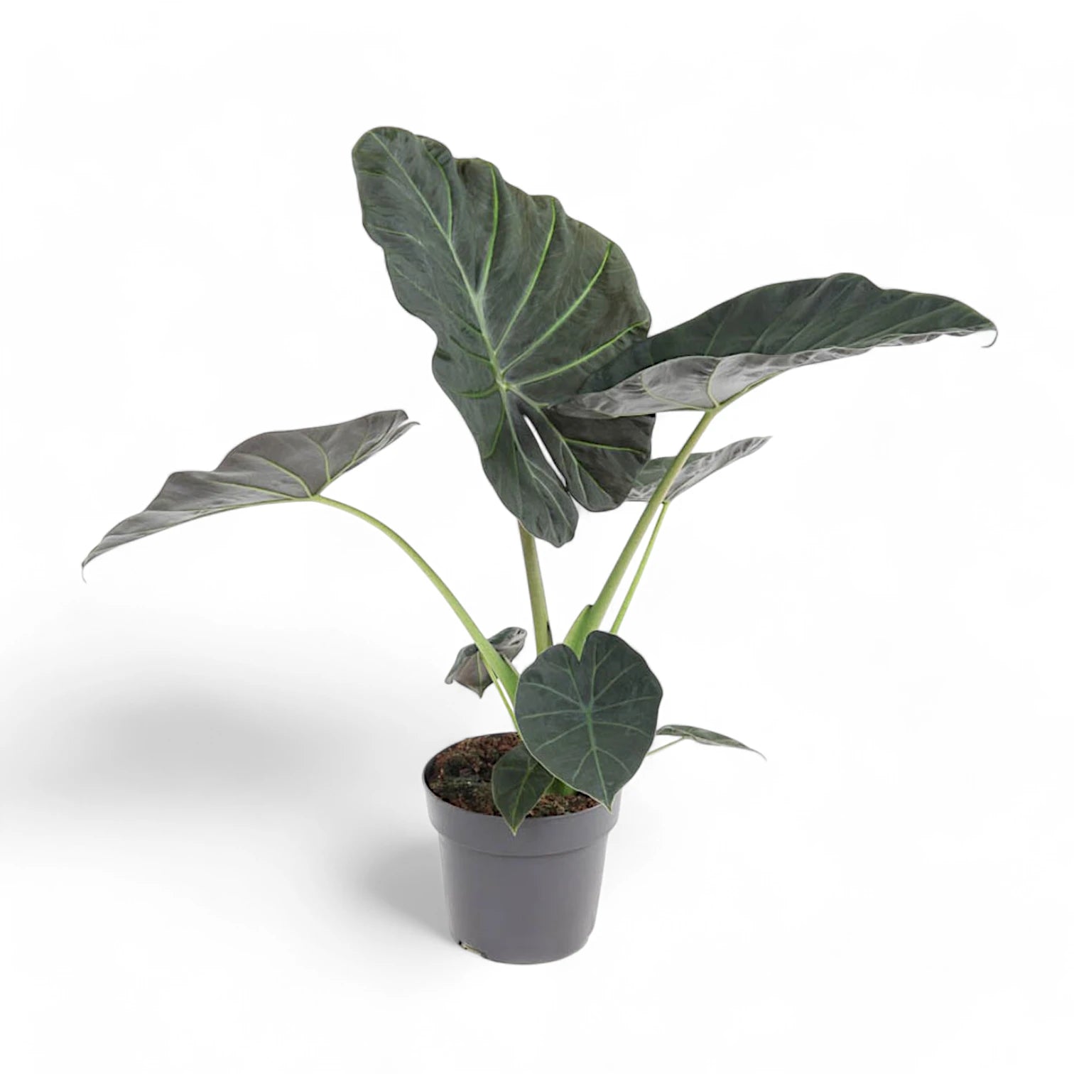 Alocasia 'Regal Shields' â Zimmerpflanze im Kulturtopf auf weiĂem Hintergrund, Produktfoto 6.